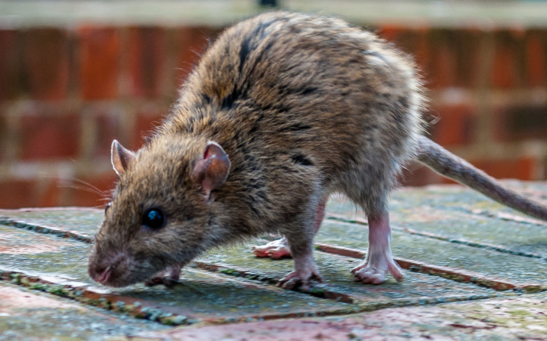 Rat dans les Toilettes, Que Faire ?