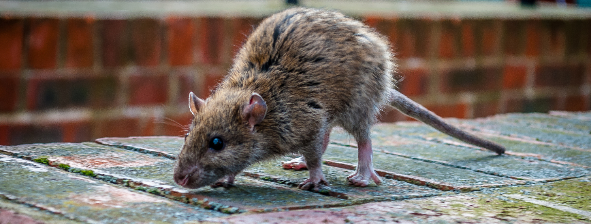 Rat dans les Toilettes, Que Faire ?